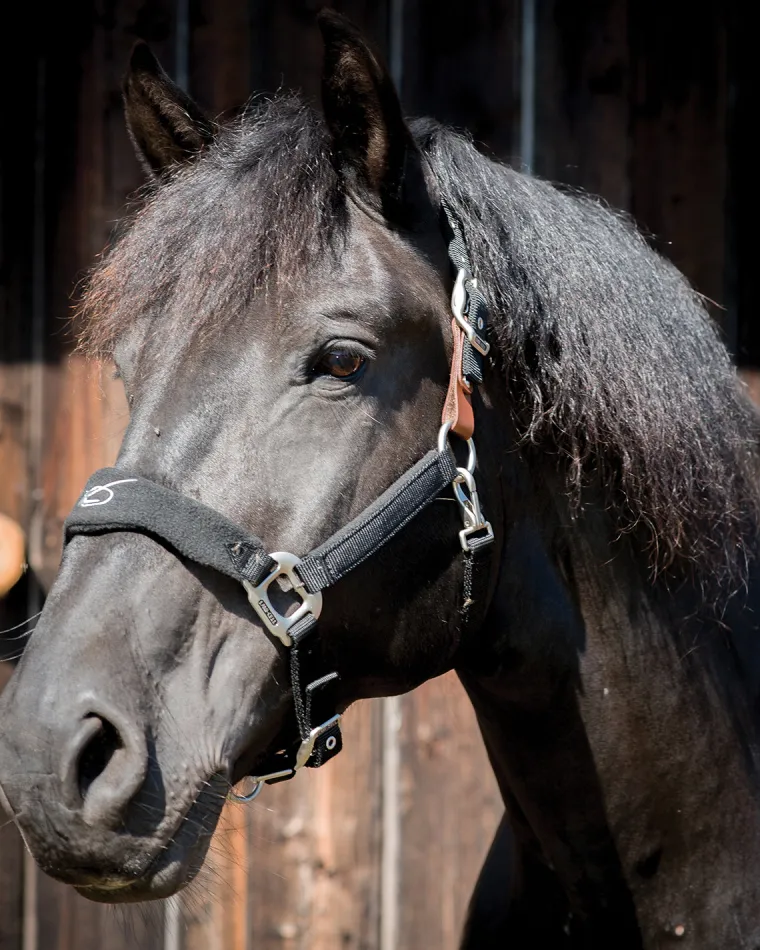 lami-cell-fleece-lined-halter-NXmfdOrU-8.webp Sale PARTRADE Lami-Cell Fleece-Lined Halter