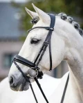 lemieux-kudos-dressage-flash-b-lKPtvYjG-0.webp