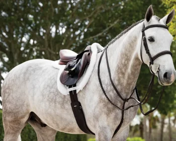 Fashion HORSE HEALTH TRADE LeMieux® Merino+ ProSorb Hunter Saddle Pad White/White