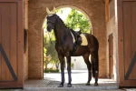 lemieux-suede-dressage-pad-UFvzVMjq-0.webp