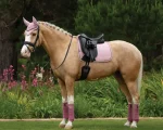 lemieux-suede-dressage-pad-UFvzVMjq-0.webp