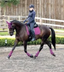 lemieuxsuede-dressage-square-p-mKWrmRfX-0.webp