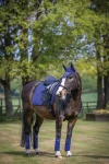 lemieuxsuede-dressage-square-p-mKWrmRfX-0.webp