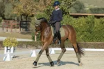 lemieuxsuede-dressage-square-p-mKWrmRfX-0.webp