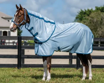Best HORSEWARE ® Ireland Amigo® Bug Rug Plus Fly Sheet