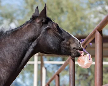 Sale ANIMAL HEALTH INT Horsemen’s Pride™ Jolly Salt Snack, 4.4 Pounds