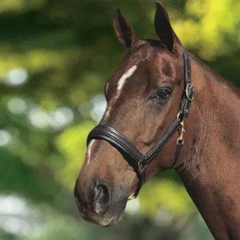 Fashion OTTO SCHUMACHER Leather Halter Black