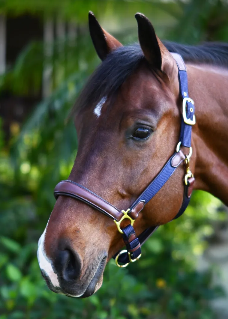 ovation-luxor-cushion-flex-hal-LfUwBLjK-3.webp Online ERS Ovation® Luxor Cushion-Flex Halter