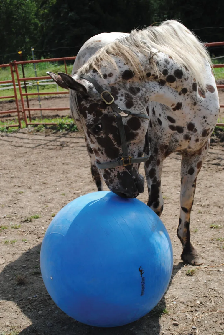 pTIwtUzU_1.webp Sale HORSEMEN S PRIDE Jolly Mega Ball Blue
