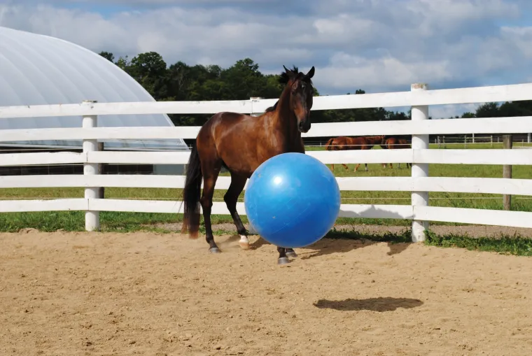 pTIwtUzU_2.webp Sale HORSEMEN S PRIDE Jolly Mega Ball Blue