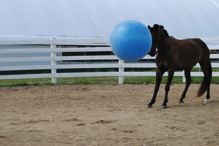 pTIwtUzU_3.webp Sale HORSEMEN S PRIDE Jolly Mega Ball Blue