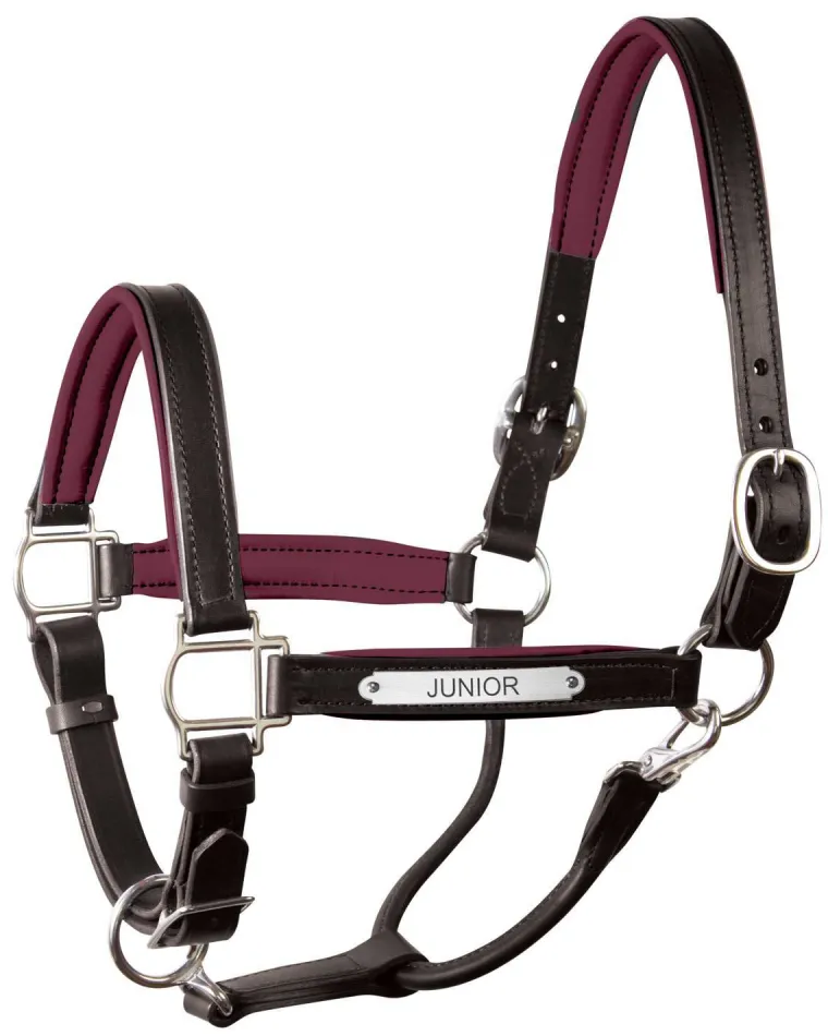 perris-1-padded-leather-halter-cicusNzb-21.webp Fashion PERRIS LEATHER Perri’s® 1" Padded Leather Halter