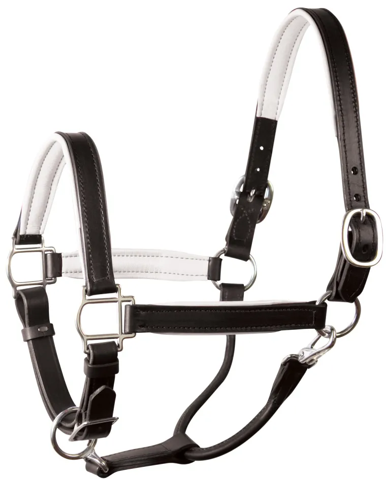 perris-1-padded-leather-halter-cicusNzb-24.webp Fashion PERRIS LEATHER Perri’s® 1" Padded Leather Halter