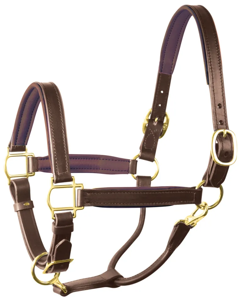 perris-1-padded-leather-halter-cicusNzb-25.webp Fashion PERRIS LEATHER Perri’s® 1" Padded Leather Halter