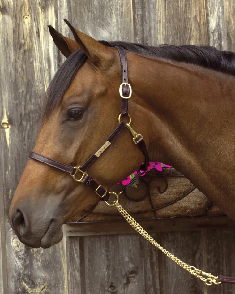 perris-34-premium-leather-show-zXJhWWZB-2.webp Discount PERRIS LEATHER Perri’s® 3/4" Premium Leather Show Halter With Nameplate