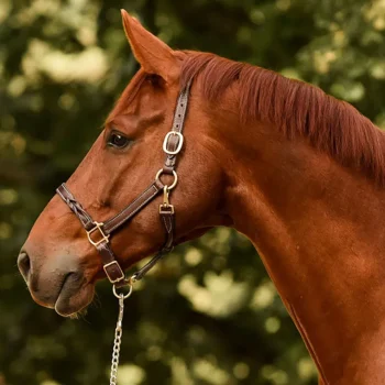 Hot PERRIS LEATHER Perri’s® Twisted Leather Halter Havana