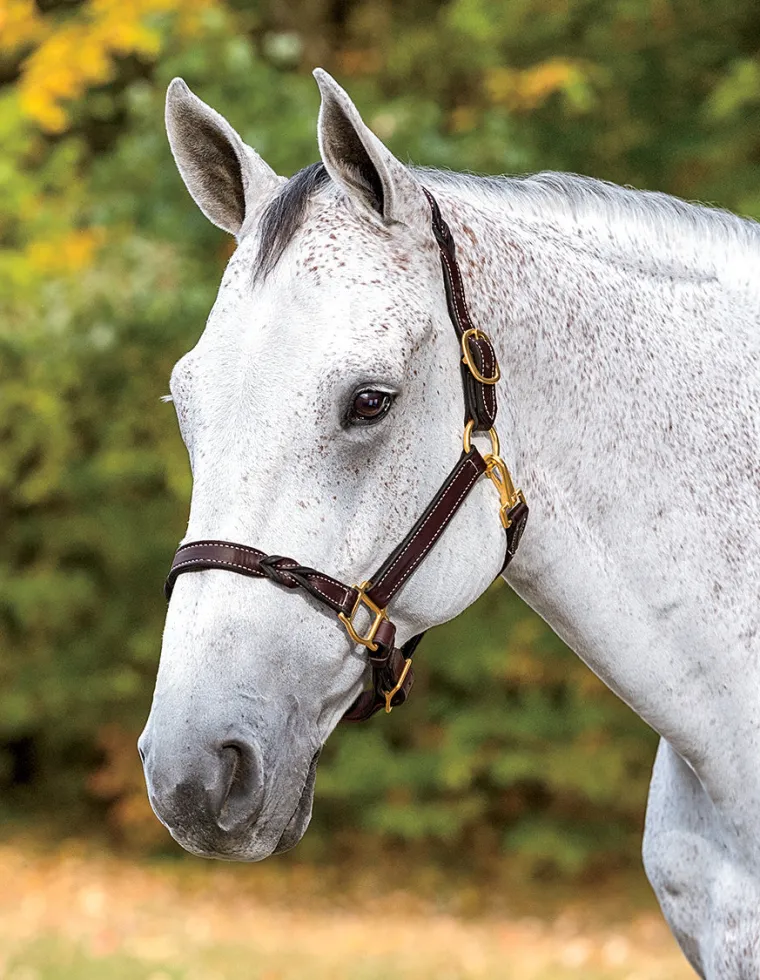 perristwisted-leather-halter-afmXhdNr-2.webp Hot PERRIS LEATHER Perri’s® Twisted Leather Halter Havana