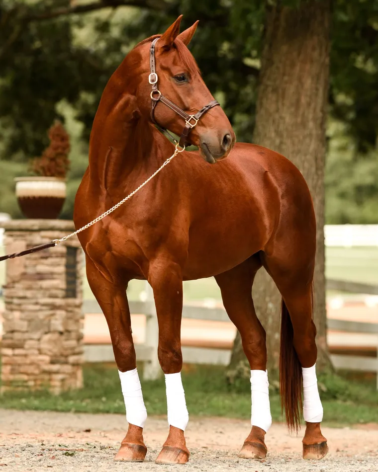 perristwisted-leather-halter-afmXhdNr-3.webp Hot PERRIS LEATHER Perri’s® Twisted Leather Halter Havana