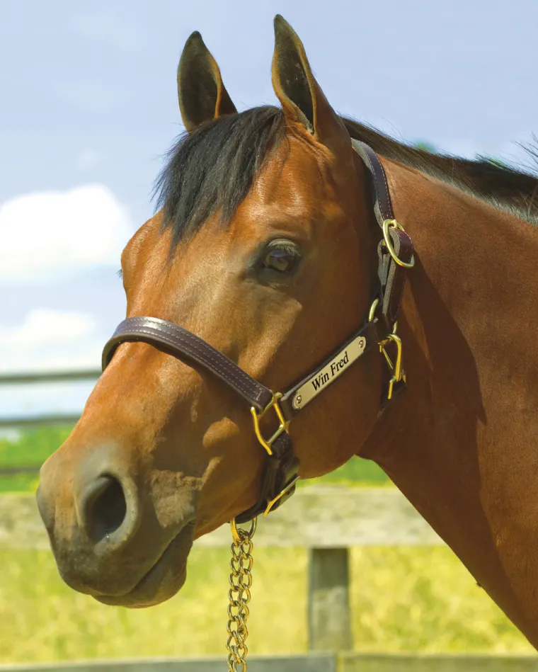 qlzRFmwY_2.webp Clearance PERRIS LEATHER Perri’s® 1" XL Stallion Premium Leather Show Halter with Nameplate