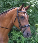 red-barn-topline-bridle-pkFvkVEs-0.webp