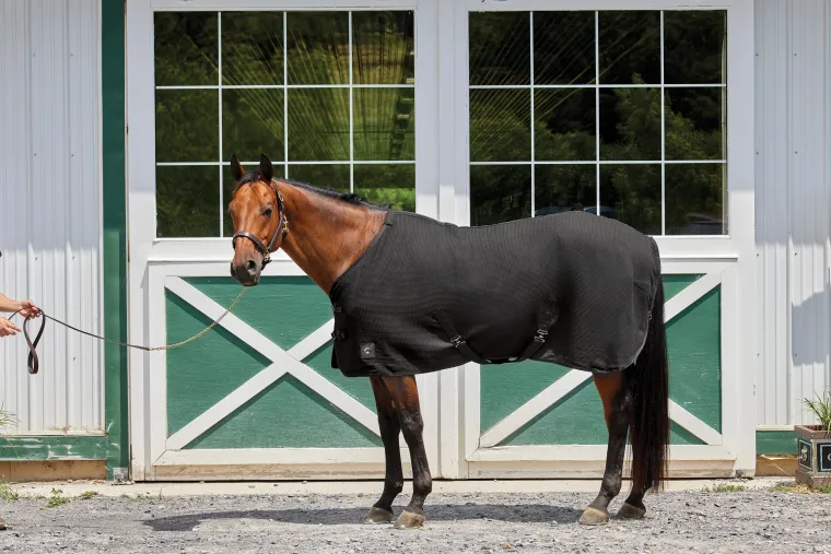 riders-international-chill-cha-ICFfRyNz-1.webp Best INTEX EQUESTRIAN Rider’s International™ Chill Chaser