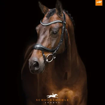 Outlet SCHOCKEMOEHLE N.A. Schockemöhle Equitus Beta Bridle Black/Silver