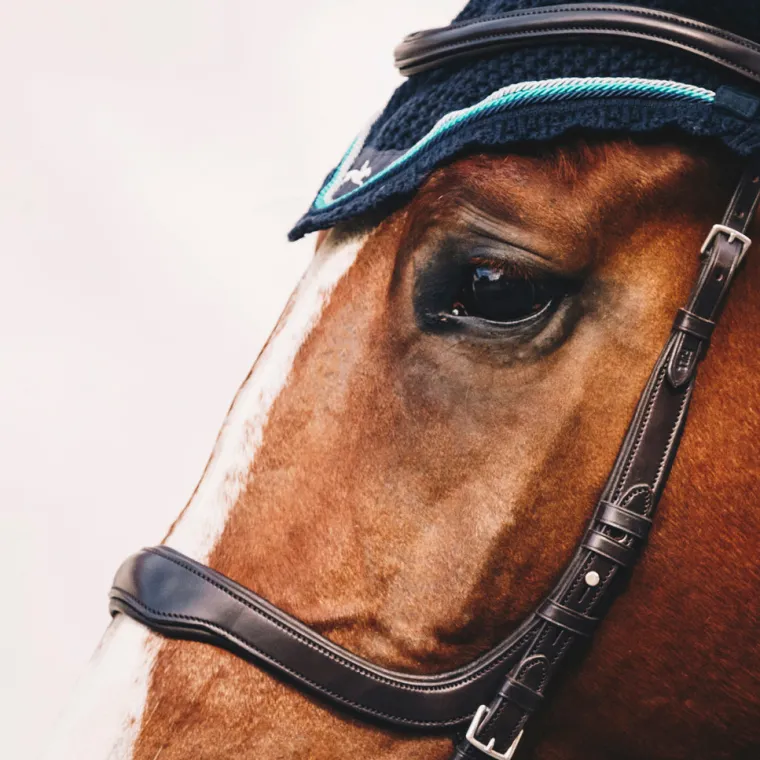 schockemhle-equitus-delta-brid-PwZEhgbO-5.webp Sale SCHOCKEMOEHLE N.A. Schockemöhle Equitus Delta Bridle