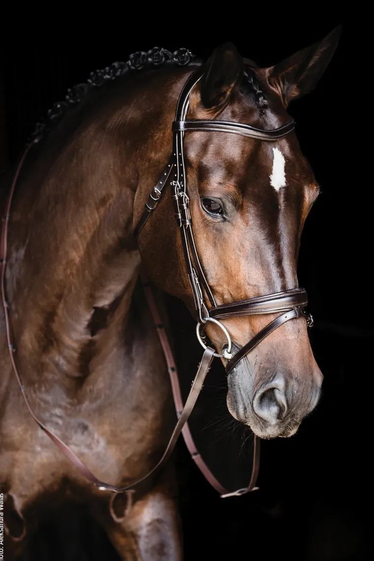 schockemhle-monza-bridle-lhDDRcPj-3.webp Online SCHOCKEMOEHLE N.A. Schockemöhle Monza Bridle