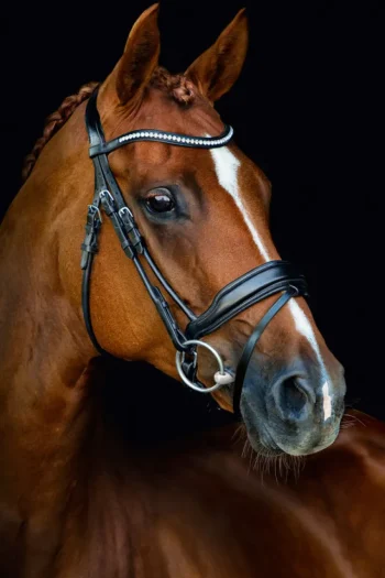 Discount SCHOCKEMOEHLE N.A. Schockemöhle Malibu Bridle