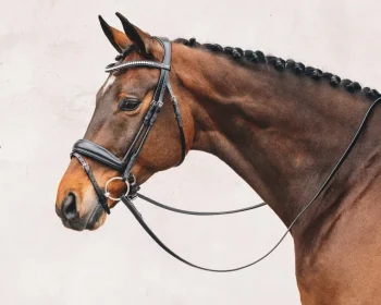 Discount SCHOCKEMOEHLE N.A. Schockemöhle Malibu Bridle