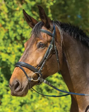 Discount SHIRES EQUESTRIAN Shires Avignon Aspen Bridle Black