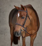Online HARMOHN KRAFT Showmark® Premier Padded Pony Hunter Bridle Chocolate