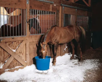 Discount ANIMAL HEALTH INT API® 20-Quart Heated Flatback Bucket Blue