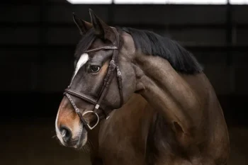 Discount STUBBEN N.A. Stübben Pro Jump Bridle With Removable Flash Noseband