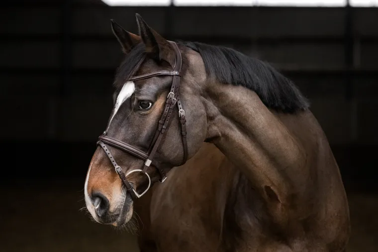 stbben-pro-jump-bridle-with-re-QDWhlrox-1.webp Discount STUBBEN N.A. Stübben Pro Jump Bridle With Removable Flash Noseband