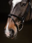stbben-pro-jump-bridle-with-ro-DlcUMDFO-0.webp
