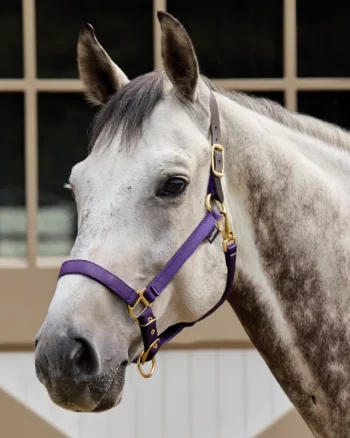 Sale TEXT HORSE Suffolk™ Heavy Nylon Halter With Breakaway Crown