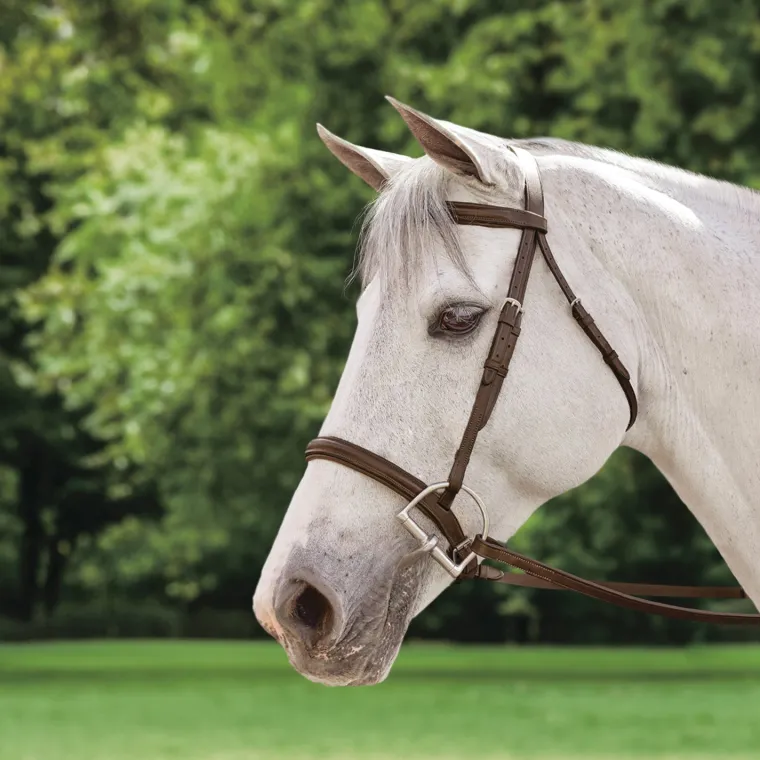 suffolk-plain-raised-bridle-QXimvzgQ-1.webp Clearance KINGS INTERNATIONAL Suffolk™ Plain Raised Bridle Brown