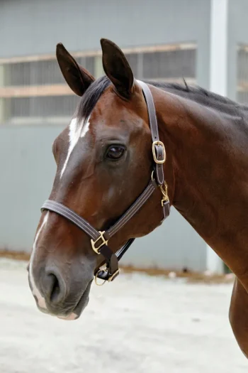 Best PUSHKAR INTL Suffolk™ Triple-Stitched Halter Brown