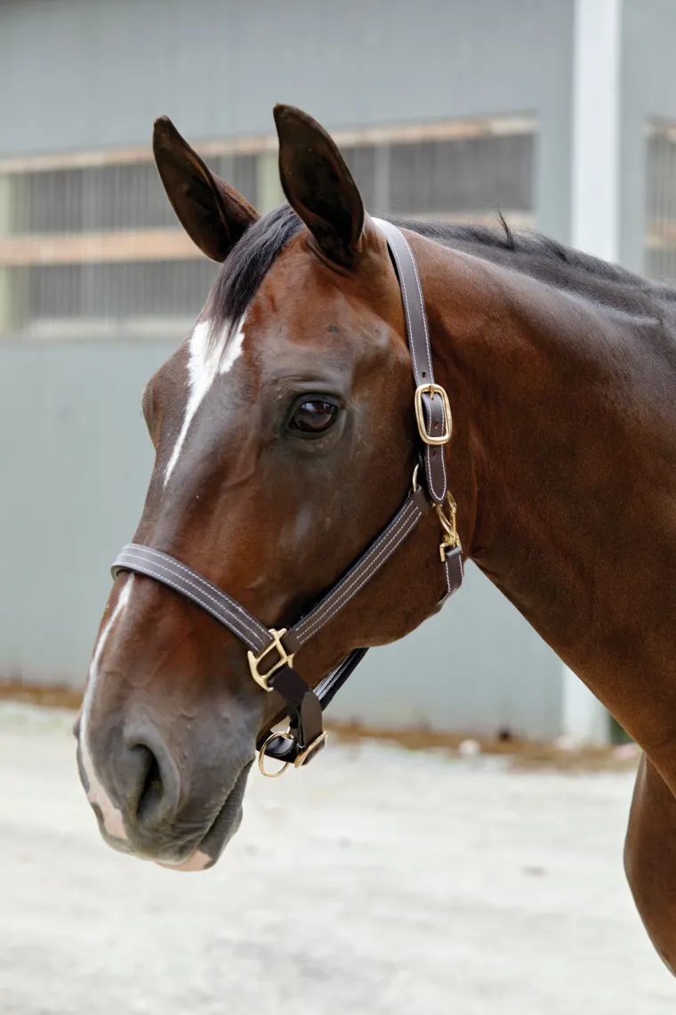 suffolk-triple-stitched-halter-eJDhLkLZ-1.webp Best PUSHKAR INTL Suffolk™ Triple-Stitched Halter Brown