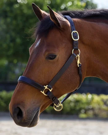 Fashion PUSHKAR INTL Suffolk™ Everyday Halter