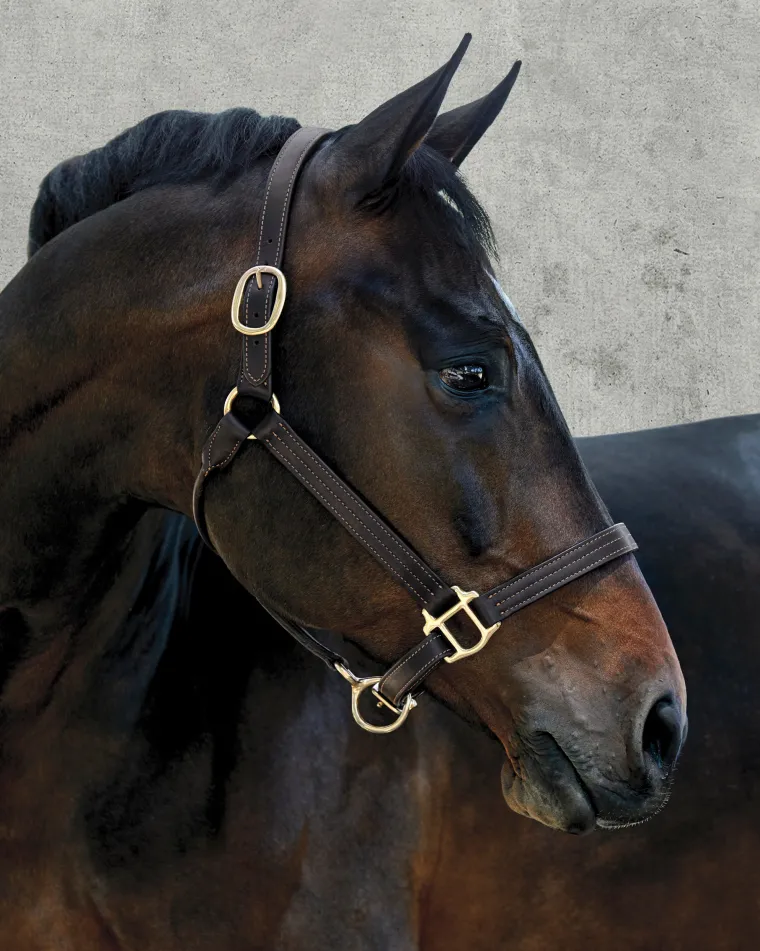 suffolkpalermo-triple-stitched-CRpOzhLq-1.webp Sale PUSHKAR INTL Suffolk™ Palermo Triple-Stitched Halter Chocolate