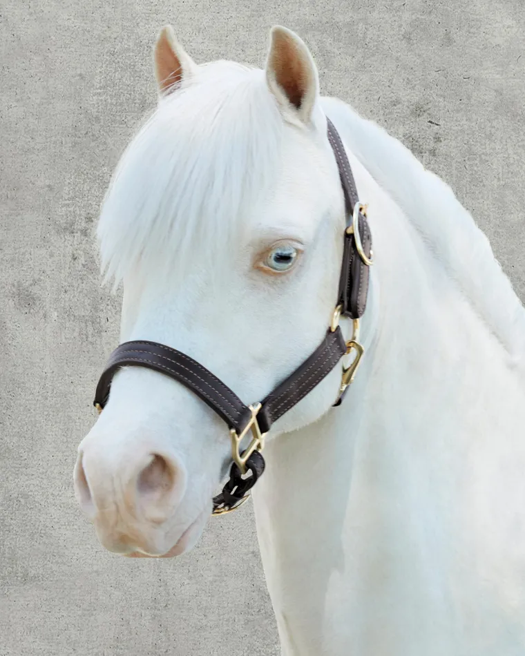 suffolkpalermo-triple-stitched-CRpOzhLq-2.webp Sale PUSHKAR INTL Suffolk™ Palermo Triple-Stitched Halter Chocolate