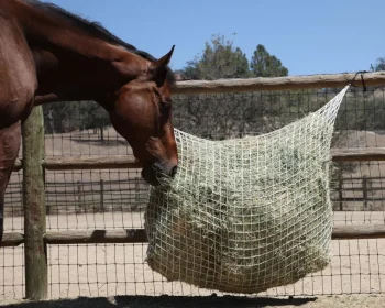 New KENSINGTON Freedom Feeder Extended Day Net Tan