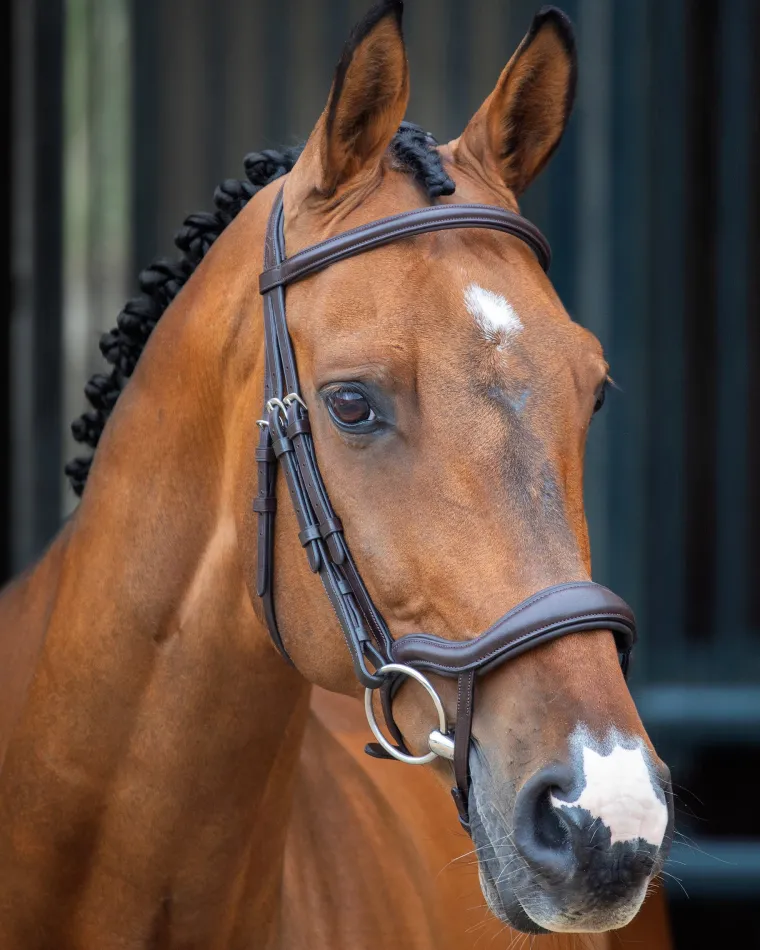 velociti-lusso-ergonomic-flash-TnyIfDFG-1.webp Sale SHIRES EQUESTRIAN Velociti Lusso Ergonomic Flash Bridle