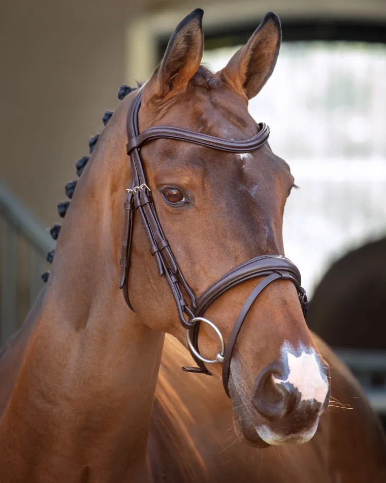 velociti-lusso-padded-raised-f-ZLeBDBZf-1.webp Outlet SHIRES EQUESTRIAN Velociti Lusso Padded Raised Flash Bridle