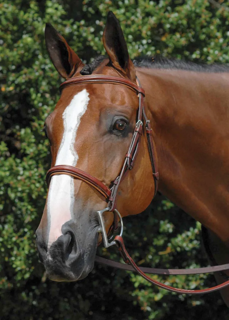 vespucci-fancy-raised-hunter-b-XZnjbUfu-0.webp Best WORLD EQUSTRN BRNDS Vespucci Fancy Raised Hunter Bridle