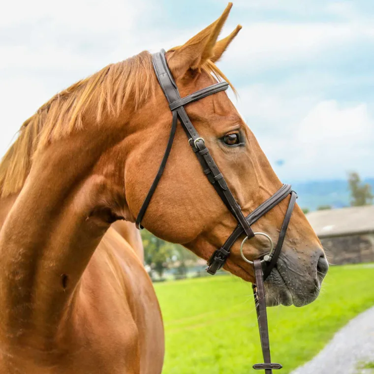 vespucci-plain-raised-jump-bri-EdSohhXT-0.webp Sale WORLD EQUSTRN BRNDS Vespucci Plain Raised Jump Bridle Brown
