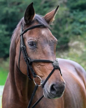 Outlet WORLD EQUSTRN BRNDS Vespucci Square Raised Figure-8 Bridle