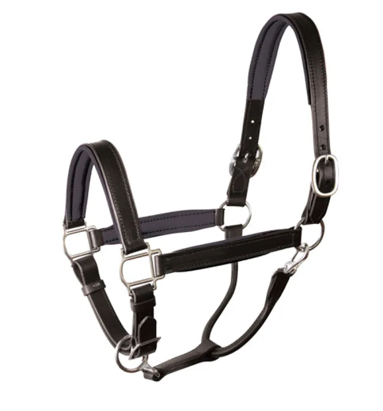 vjCfEgJP_0.webp Outlet PERRIS LEATHER Perri’s® Padded Leather Halter Crownpiece Black/Black